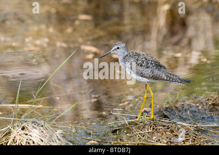 Una Tringa flavipes sorge in erba a Creamer del campo gli uccelli acquatici migratori rifugio, Fairbanks, Interior Alaska, estate Foto Stock