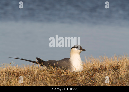 Long-tailed Jaeger in appoggio sulla tundra a inizio estate, Arctic pianura costiera, National Petroleum Reserve, Barrow, artiche, Alaska Foto Stock