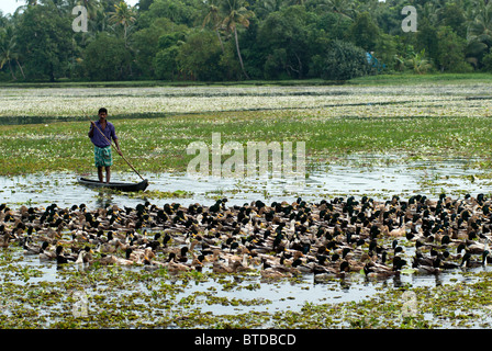 Uomo in una barca allevamenti di anatre dall'acqua sui campi di riso da ingrasso, backwaters tipica scena, Kerala, India, Foto Stock