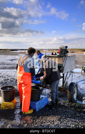 Selettori di mitilo - Costa North Norfolk Foto Stock