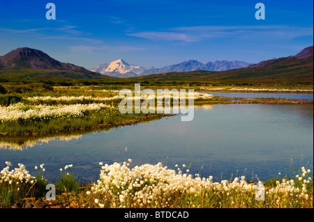 Vista l'Alaska Range dall'autostrada Denali con cotone erba in primo piano, Interior Alaska, estate Foto Stock