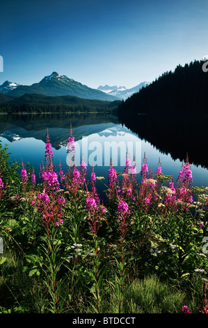 Vista panoramica di Auke del lago in un giorno chiaro con Fireweed in primo piano, vicino a Juneau, a sud-est di Alaska, estate Foto Stock