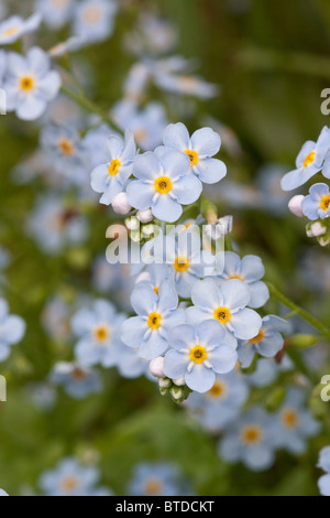 Close up non ti scordar di me, Alaska è stato fiore, Girdwood centromeridionale, Alaska, estate Foto Stock