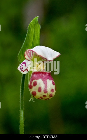 Close up di Lady Pantofola in fiore a Anchorage Giardino Botanico, centromeridionale Alaska, estate Foto Stock