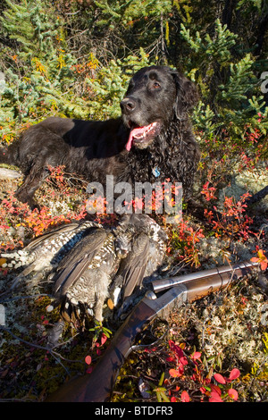 Flat-Coated retriever con abete rosso grouse a caccia in Alaska Range. Rientrano in Interior Alaska. Foto Stock