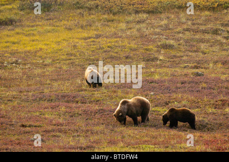 Un orso grizzly sow e i suoi due cuccioli cerca i mirtilli sulla tundra nel Parco Nazionale e Riserva di Denali, Alaska, caduta Foto Stock