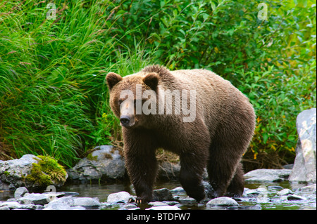 Un orso bruno per la pesca del salmone sul fiume russo, Penisola di Kenai, centromeridionale, Alaska Foto Stock