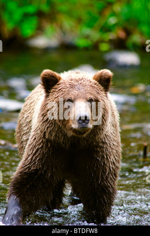 Un orso bruno per la pesca del salmone sul fiume russo, Penisola di Kenai, centromeridionale, Alaska Foto Stock