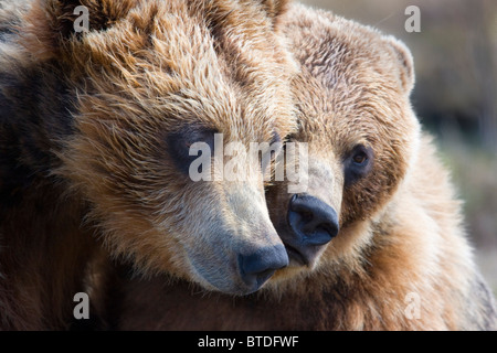 CAPTIVE Orsi Grizzly giocando in Alaska Wildlife Conservation Centre captive Foto Stock