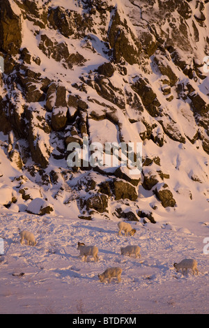 Una piccola banda di dallâ pecore pascolano nella neve lungo la Seward highway al punto Beluga, inverno, centromeridionale Alaska Foto Stock