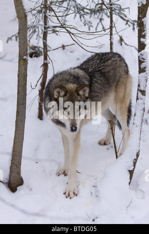 Vista prigioniera di un lupo in alberi all'Alaska Zoo, centromeridionale Alaska inverno Foto Stock