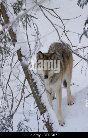 Vista prigioniera di un lupo in alberi all'Alaska Zoo, centromeridionale Alaska inverno Foto Stock