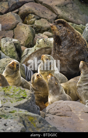 Northern pelliccia sigillo bull veglia sul suo harem di femmine sull isola di San Giorgio, Alaska Foto Stock