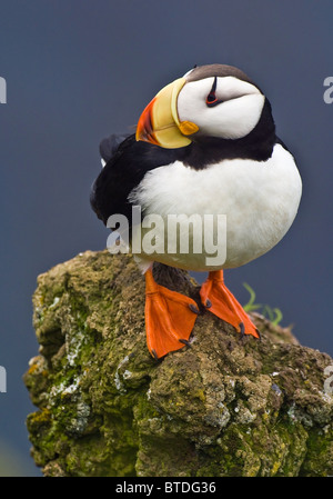 Cornuto Puffin in allevamento piumaggio arroccato su un muschio-coperte di roccia affiorante sulla isola di San Giorgio, Southwest Alaska Foto Stock