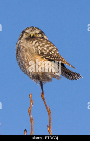 Hawk Owl appollaiato sul ramo sottile durante l'inverno, Alaska Foto Stock