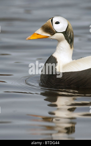 In via di estinzione Spectacled Eider drake nuota su un laghetto a Deadhorse, artiche, Alaska durante l'estate Foto Stock