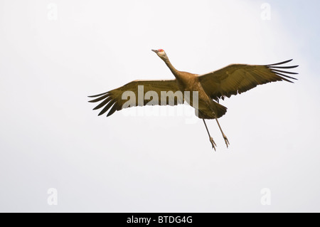 Minor Sandhill gru in volo sopra Creamer del campo gli uccelli acquatici migratori rifugio, Fairbanks, Interior Alaska, estate Foto Stock