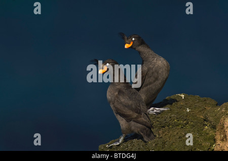 Una coppia di Crested Auklets appollaiato su un isola di San Giorgio scogliera sul mare a inizio estate, Southwest Alaska Foto Stock