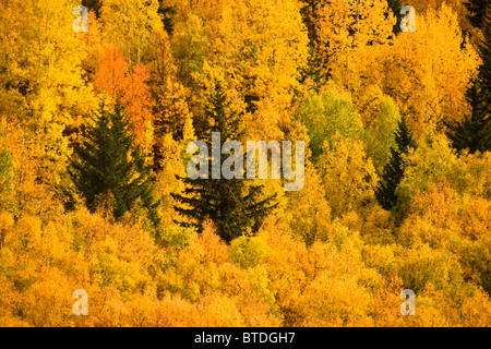 Modifica dei colori durante la caduta di alberi sulla collina delle Chugach Mountains al di sopra del punto di uccelli lungo il braccio Turnagain in Alaska Foto Stock