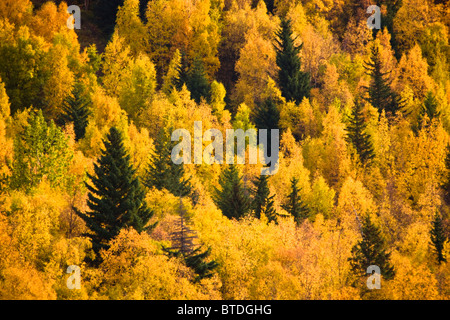 Modifica dei colori durante la caduta di alberi sulla collina delle Chugach Mountains al di sopra del punto di uccelli lungo il braccio Turnagain in Alaska Foto Stock