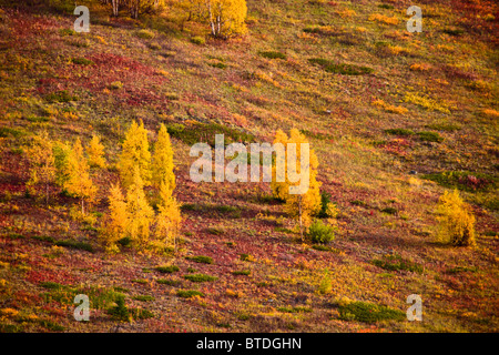 Modifica dei colori durante la caduta di alberi sulla collina delle Chugach Mountains al di sopra del punto di uccelli lungo il braccio Turnagain in Alaska Foto Stock