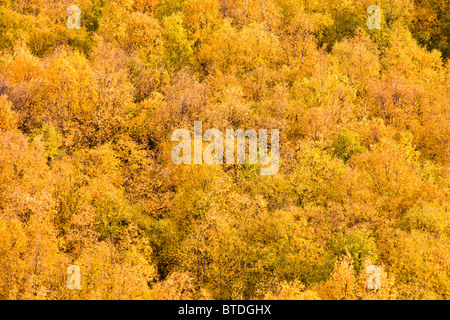 Modifica dei colori durante la caduta di alberi sulla collina delle Chugach Mountains al di sopra del punto di uccelli lungo il braccio Turnagain in Alaska Foto Stock