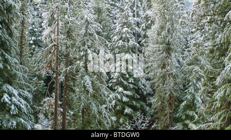 Brina e luce neve lungo la forcella del nord del fiume Nooksak durante il periodo invernale in Mount Baker National Forest, Washington Foto Stock