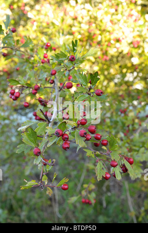 Congelati di bacche rosse su un comune biancospino bush inizia a sgelare nel autunno del sole mattutino. Foto Stock