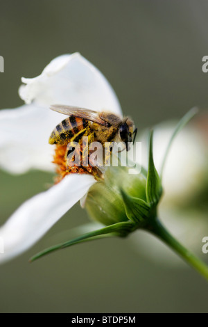 Una chiusura di un ape per raccogliere il polline su una testa di fiori Foto Stock