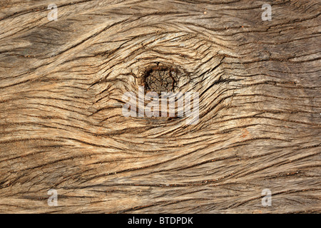 Una chiusura di corteccia di albero che mostra un nodo nella corteccia Foto Stock