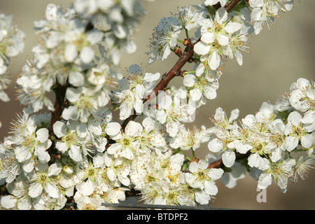 Fiori di Ciliegio in piena fioritura Foto Stock