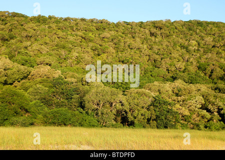 Vista panoramica di densa foresta costiera Foto Stock