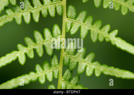 Close-up di fronde di felce Foto Stock