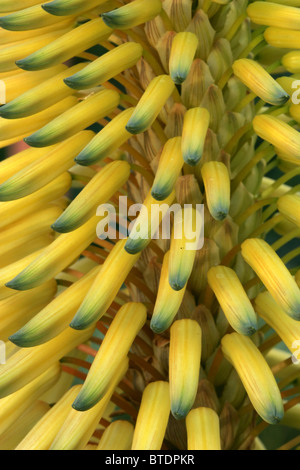 Una chiusura del giallo fiore di Aloe Foto Stock