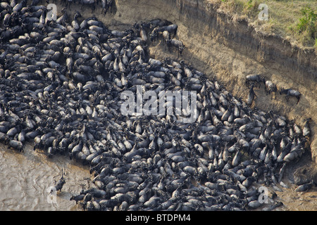 Vista aerea del blu Gnu (Connochaetes taurinus) attraversando il Fiume Mara Foto Stock