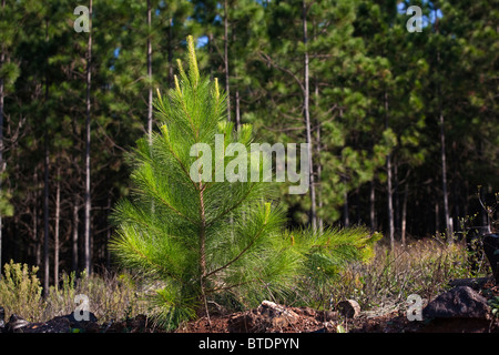 Un alberello pino Foto Stock