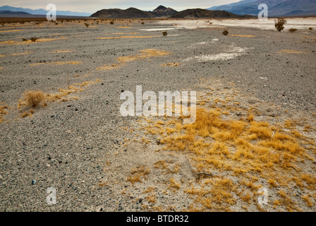 Erba che cresce a disertare in Panamint Valley, quattro grandi Mine Road, Death Valley Nat Park, California, Stati Uniti d'America Foto Stock