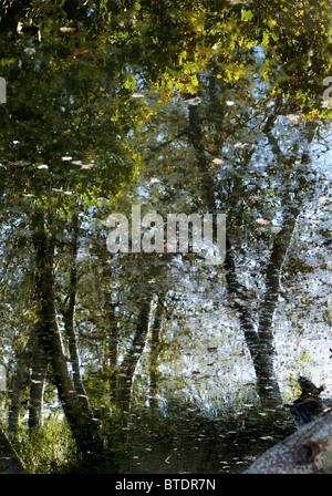 Alberi riflesso in uno stagno Foto Stock