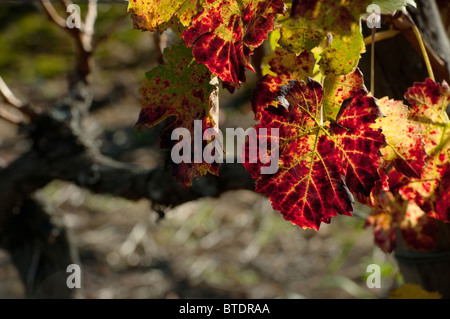 Primo piano di foglie di vite come cambiano colore Foto Stock