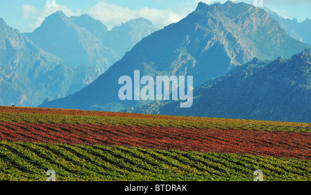 Vigneto con le montagne sullo sfondo Foto Stock