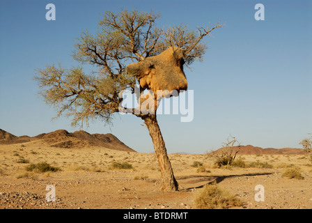 Camel Thorn Tree (Acacia erioloba) e socievole Weaver's Nest Foto Stock