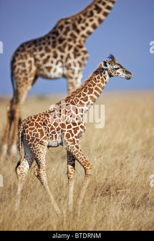 Maasai Giraffe (Giraffa camelopardalis subspp.) sulle pianure di Mara. Dist. dall Africa a sud dell'Equatore. Foto Stock