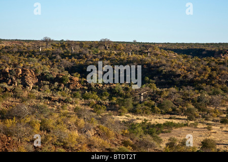 Paesaggio panoramico di una valle di Mapungubwe National Park con alberi di baobab sulla collina Foto Stock