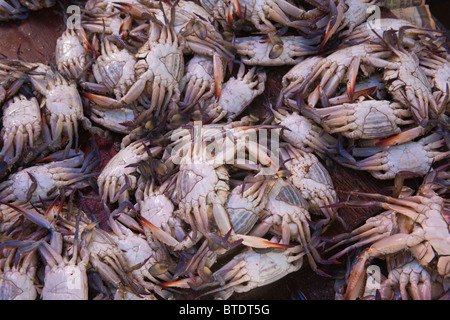 Granchi in secchielli per la vendita in un mercato del pesce Foto Stock