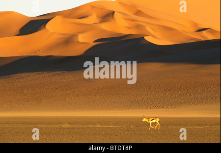 Dunescape con lone springbok in dune di sabbia Foto Stock