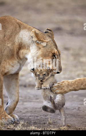 Leonessa portando cub.si sposta frequentemente giovani cubs al fine di evitare un accumulo di profumo. Masai Mara riserva nazionale. Foto Stock