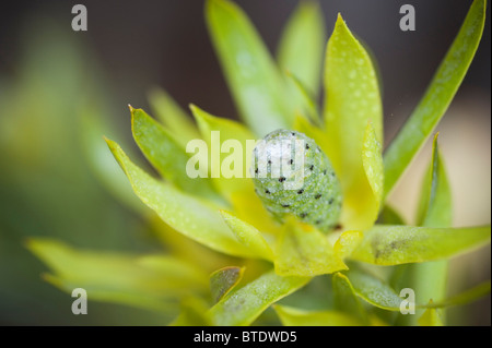 Protea leucadendron scolorire il cono d'oro fiore Foto Stock