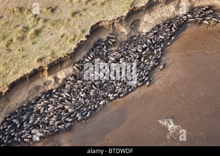 Vista aerea del blu Gnu (Connochaetes taurinus) attraversando il Fiume Mara Foto Stock