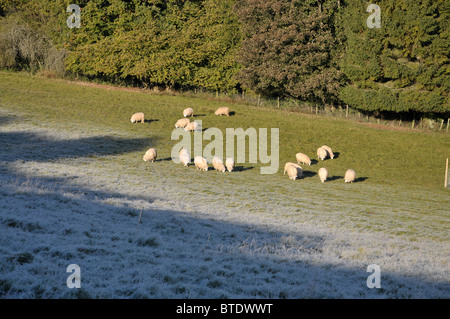 Vista attraverso un campo dopo un pesante frost nella splendida campagna inglese durante l'Autunno Foto Stock