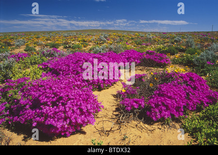 Fiori Namaqualand durante la primavera (settembre) Foto Stock